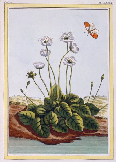 Grass of Parnassus by Pierre Joseph Buchoz